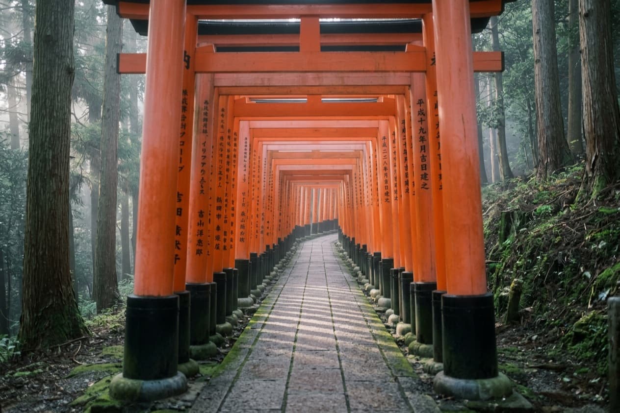 an empty corridor of vermilion torii gates climbing into cedar forest, light falling between the posts