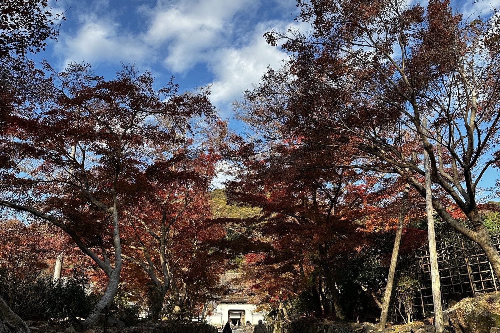 autumn maples arching over a stone approach to a temple gate