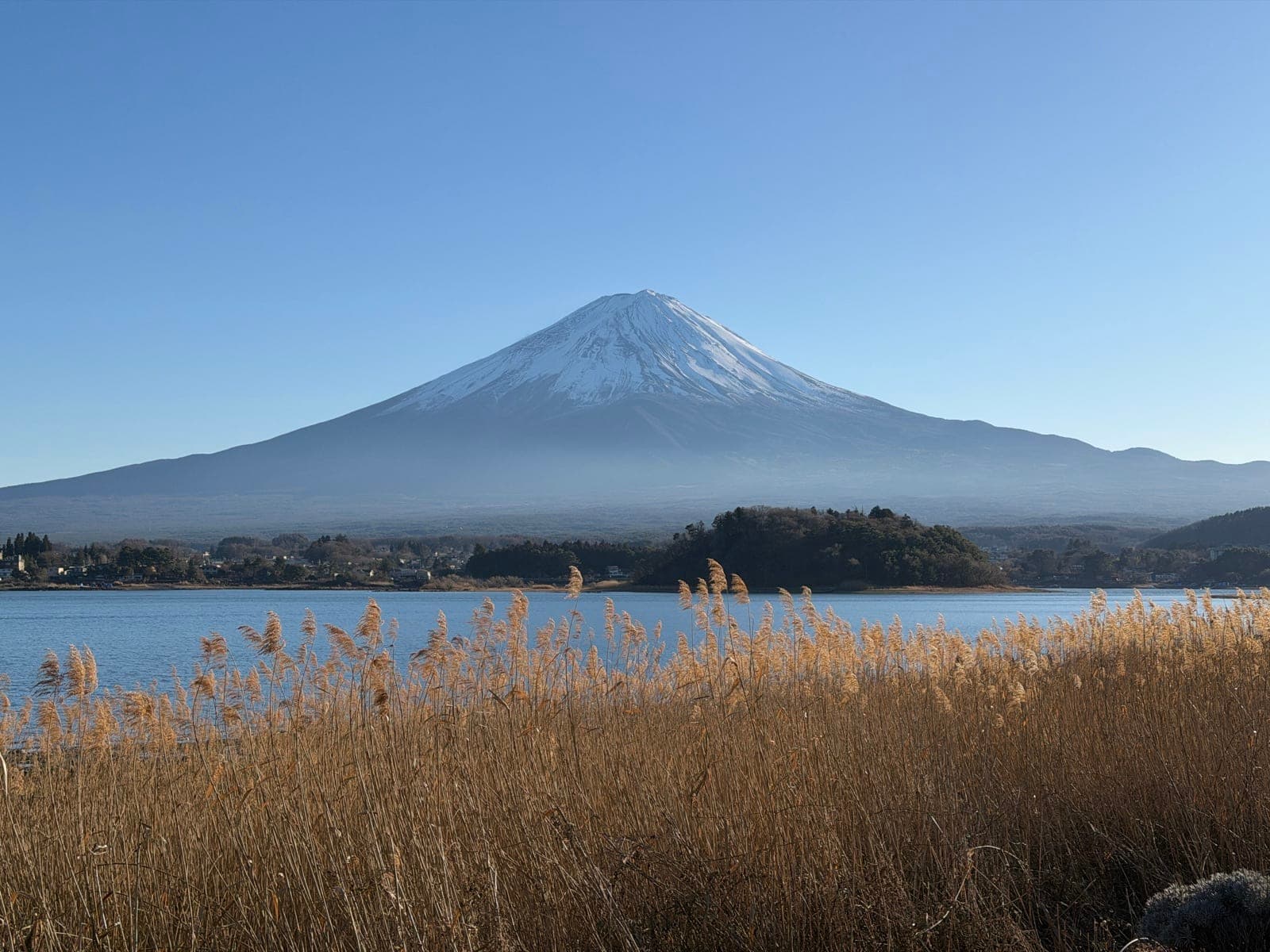 snow-capped Mount Fuji across Lake Kawaguchi, golden reeds in the foreground