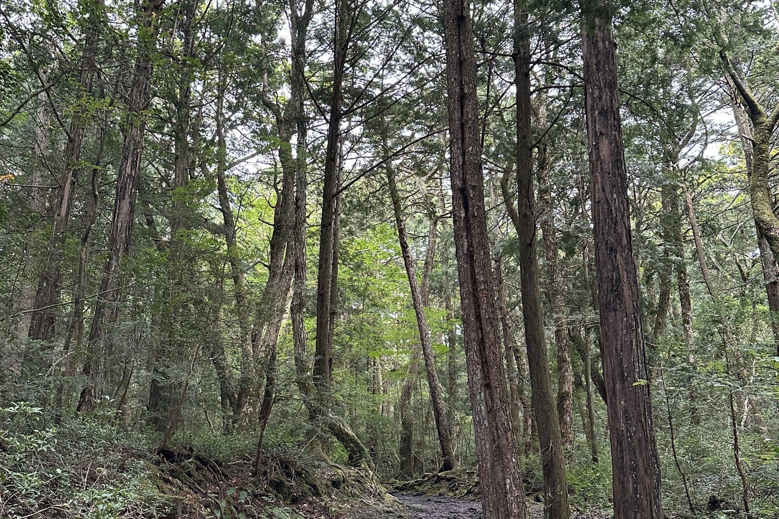 a forest trail near the mountain