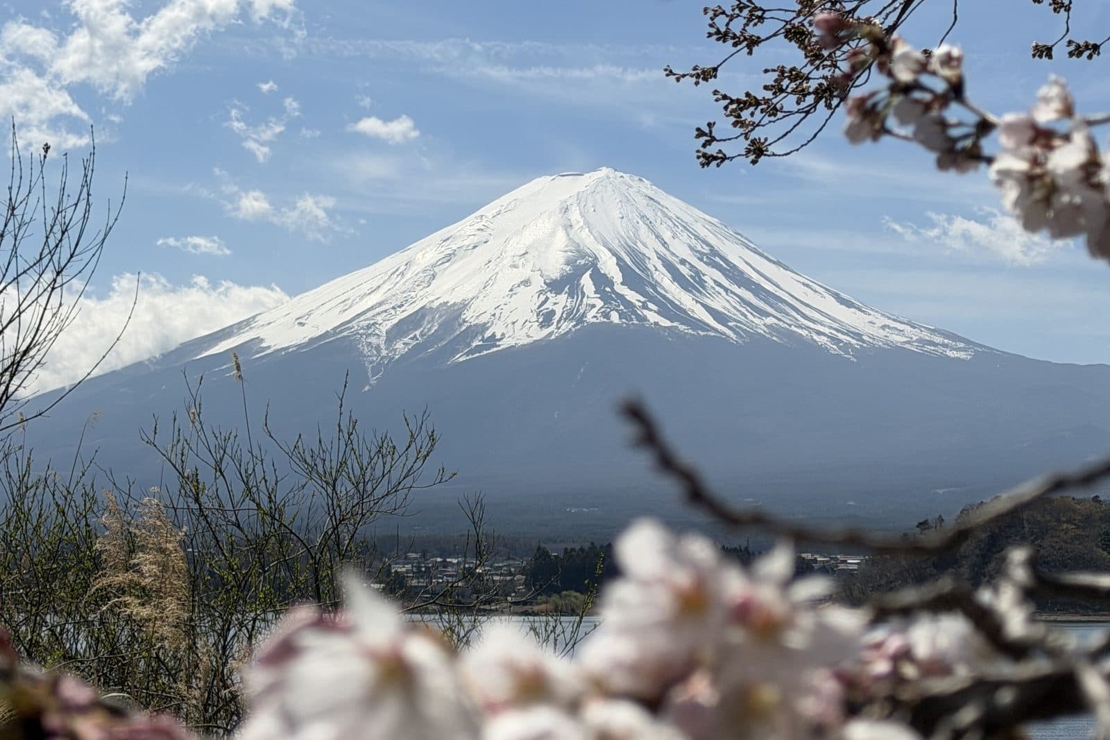 Mount Fuji framed by cherry blossom