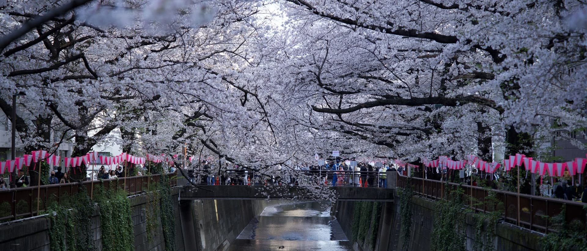 cherry blossoms in full bloom over the Meguro River