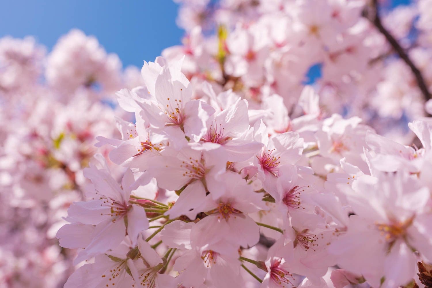 cherry blossom flowers in close-up against a blue sky