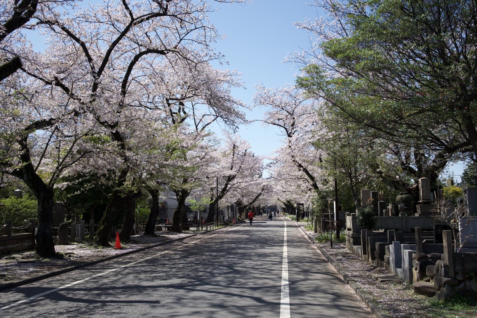 an avenue of cherry trees over a quiet lane in Yanaka