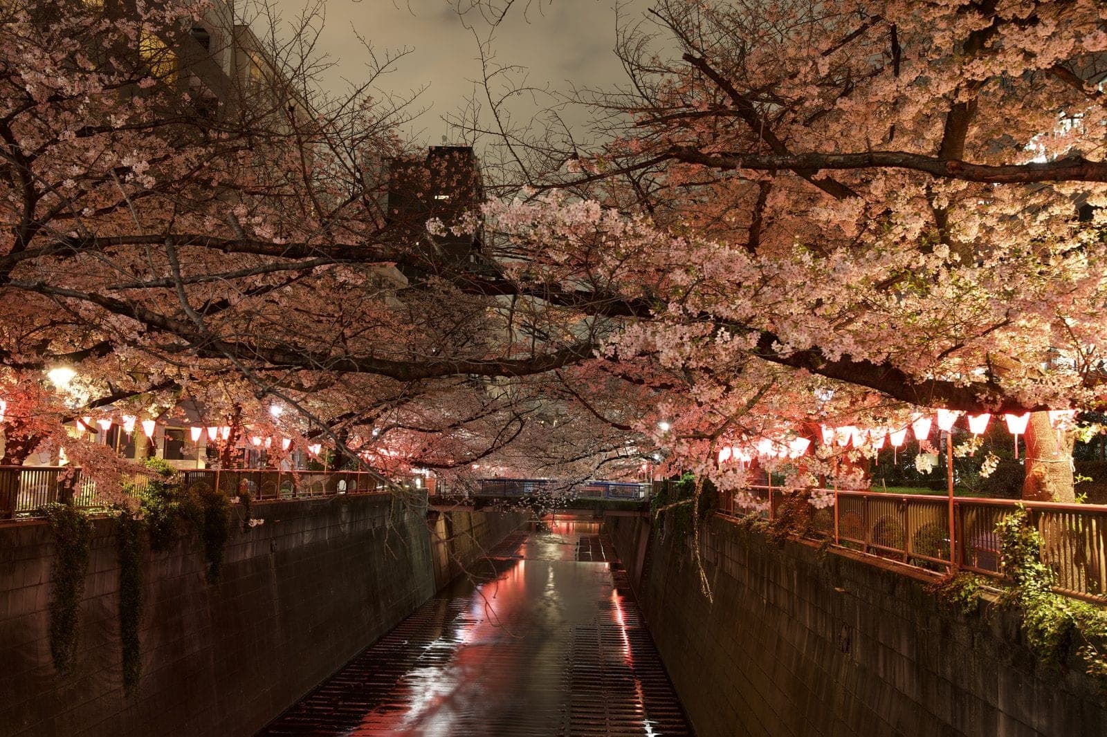 cherry blossoms lit by lanterns at night along a Tokyo canal