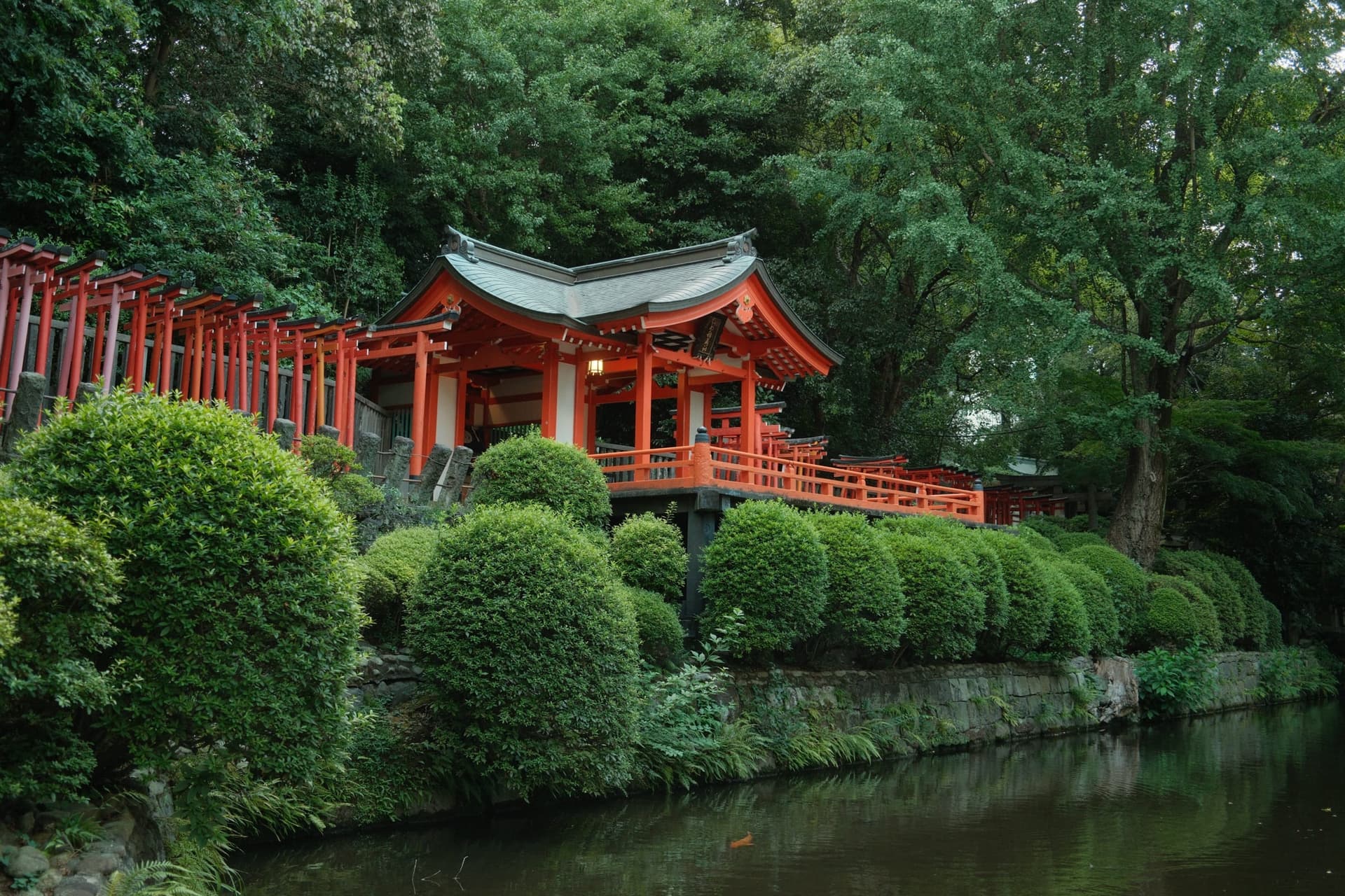 the torii row and pond shrine at Nezu, deep green around them